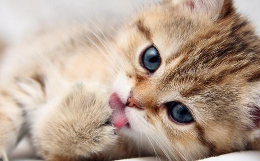 �����߲�����ǣ�è���γ���ʲô����������������