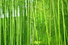 ֲ�����Ҫ����������������������